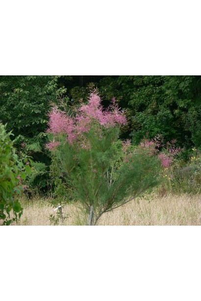 Тамарикс для піщаних грунтів: Стійкий до посухи.